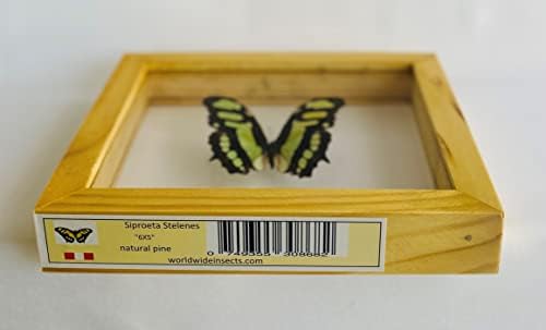 Инсекти во светот - Малахит - врамена пеперутка - 6x5 инчи - Колекционерски таксидерми - Подарок