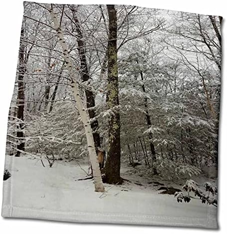 3drose Сценско зимско време бело дрво од бреза - крпи