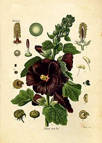 Гроздобер ботанички отпечатоци | Отпечатоци од уметност од диви цвеќиња | Цветна wallидна уметност | Сет од 9 5x7 нерасположени