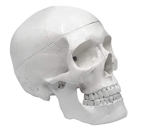 Модел на човечки череп Еиско - Медицински квалитет - 3 делови со отстранлив калварија и артикулиран мандибул - череп за анатомија,