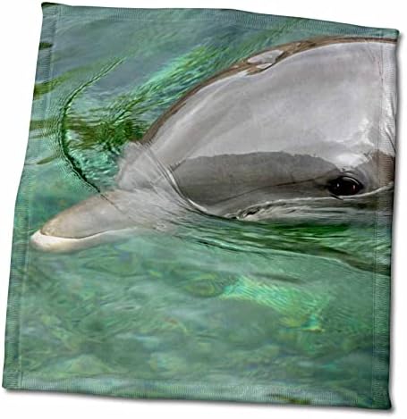 3drose Мексико, Карибите. Заеднички портрет на делфин во шишиња - крпи