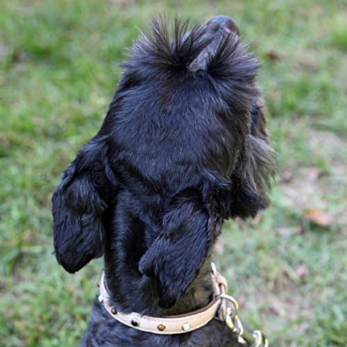 Х-Мала Вистинска Кожа Од Напа Украсена Јака Од Куче Од Слонова Коска; Одговара на големината на вратот 10 до 12