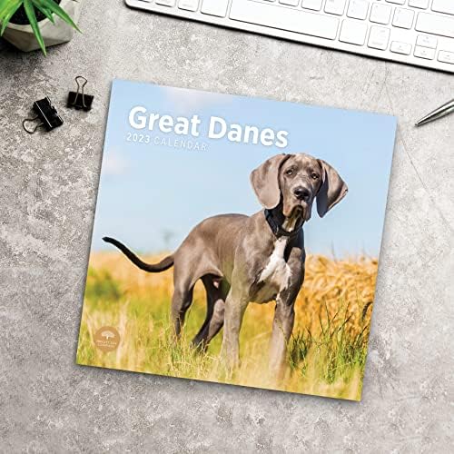 2023 Велики Данци Ѕид Календар По Светлиот Ден, 12х12 Инчи, Симпатична Симпатична Фотографија На Кученце За Миленичиња