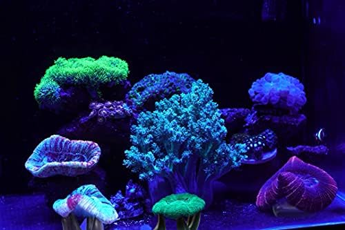 Аквариум избор корал фрагер рак магнетски држач за корални приклучоци држач за гребени за гребени за фраглички решетки со чаша за вшмукување