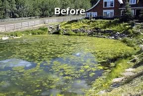Био чисто езерце и аквариум Одржуваат бактерии - Третира до 190.000 галони - отпадот го вари водното опкружување, здравјето, јасноста