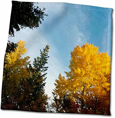 3drose гледајќи кон небесата некои дрвја со есен зеленило во портокал - крпи