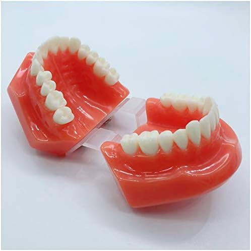 KH66ZKY Стандарден модел на заби - Стандарден стандарден типодонт Демонстрирана настава студија за заби - за настава за проучување на алатката