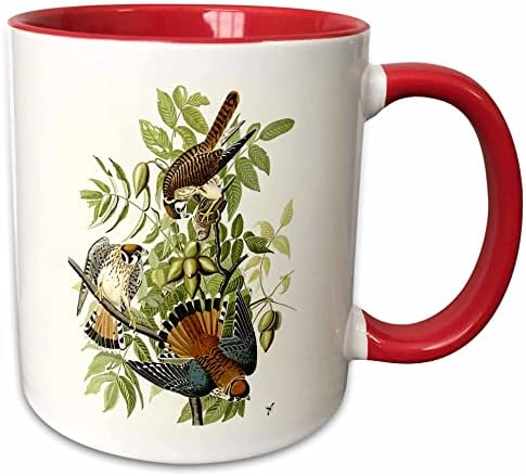 3drose American Kestrel Aka Sparrow Hawk Birds of Prey Audubon гроздобер уметност - чаши