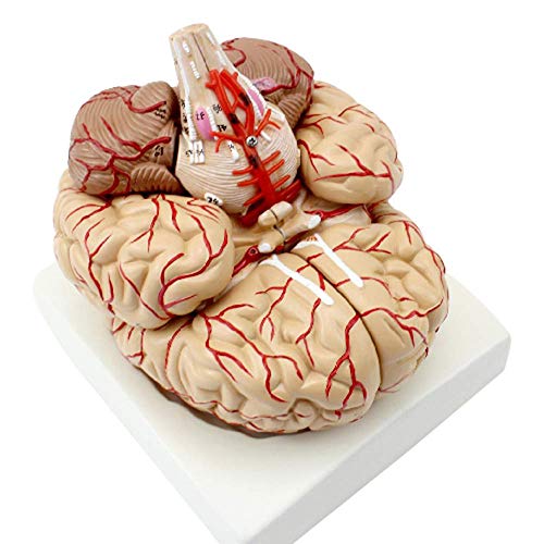 Анатомски модел на човечки мозок со церебрална артерија и нерв 9 делови за медицинско учење