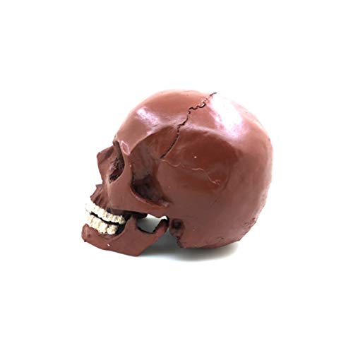 PRETYZOOM Пиратски Декор Ноќта На Вештерките Скелет Животизира 1:1 Модел На Човечки Череп Смола Анатомски Трасирање Настава Скелет Ноќта