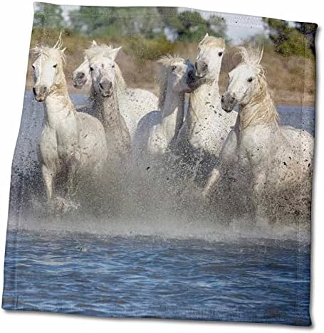 3drose Франција, група коњи од Камаргу, кои минуваат низ мочуришна вода. - крпи