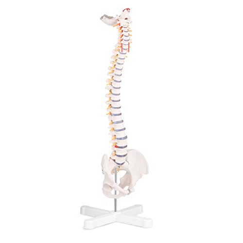 Skumod Life Size Model Model, Флексибилен анатомски модел на човечки 'рбет со пршлени нерви артерии, модел на медицински' рбет со шарен прирачник.