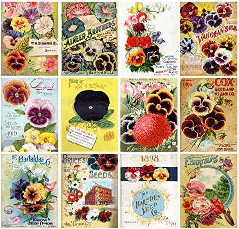 Ѕид Календар 2023 [12 страници 8 x12] Pansy Афион Цвеќиња Гроздобер Семе Џеб Постер