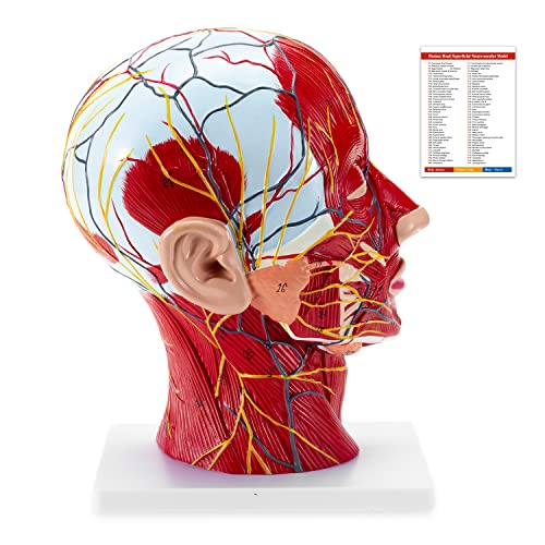 Winyousk Life Size Half Model Model Површен модел на невроваскуларна мускулатура со мускулатура, човечка анатомска половина глава и