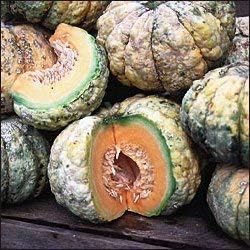 25 Semi Di Prescott Fond Blanc Melone - Cucumis melo var. Cantalupensis