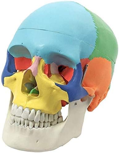 Model Model Model, студирал човечки череп модел скелет, настава за настава за анатомичка анатомија Медицинска настава 10 Анатомија