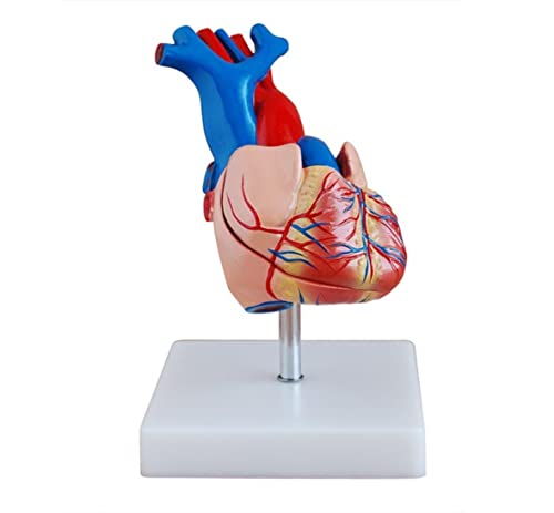 Анотомски човечки модел на срцев модел со големина на живот