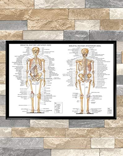 Анатомски скелет - Постер за wallидни уметности на скелетниот систем - A4