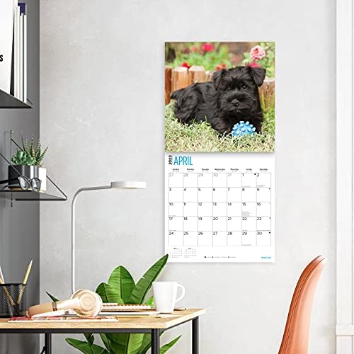 2022 Минијатурен Ѕиден Календар На Шнауцери По Светлиот Ден, 12 х 12 Инчи, Слатко Кученце Куче