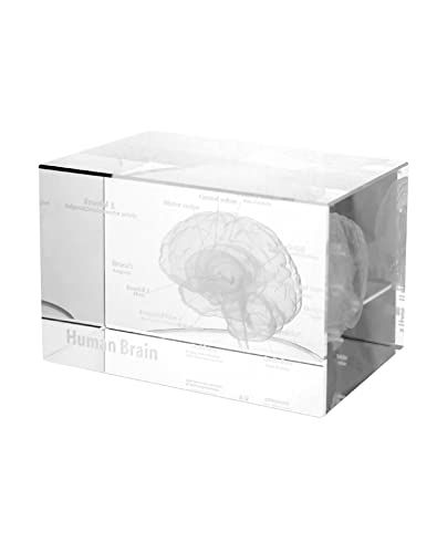 QWORK 3D Анатомски модел на човечки мозок, ласерско гравирање кристално стакло коцка наука за подароци, 3,1 x2 x2 инчи