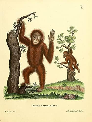 Bornean Orangutan Primate Monkey Vintage Wildlife Classroom Office Decor Decor Zoology Antique Illustration Line Art Print Pent