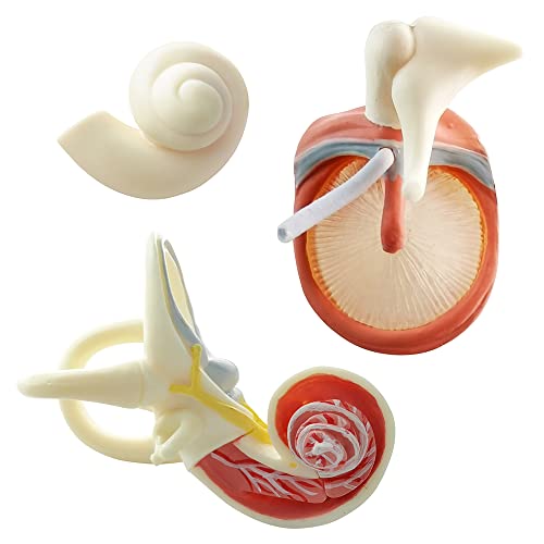 Бенилев зголемен модел на човечко уво Анатомија 3x зголемување 4 дел Анатомски модел Надворешен модел на средно внатрешно уво за медицинска анатомија