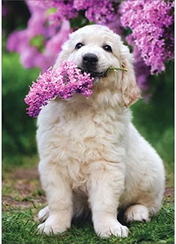Аванти Прес бело куче држејќи јоргован во устата симпатична картичка за мајки на мајки