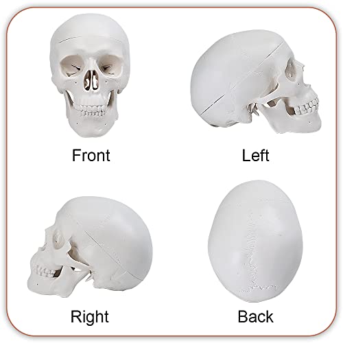 Аливово човечка анатомија мини череп модел Анатомски модел на череп со глава со отстранлив капа на череп одвоен мандибулатор, алатка за