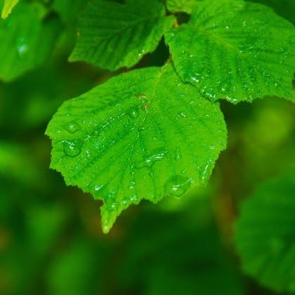 Машка - дождовна шума миризлива масло од феромон
