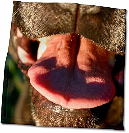 Gouивотни од екипажот на екипажот 3drose Susans - Црно куче нос розов јазик близу - крпи