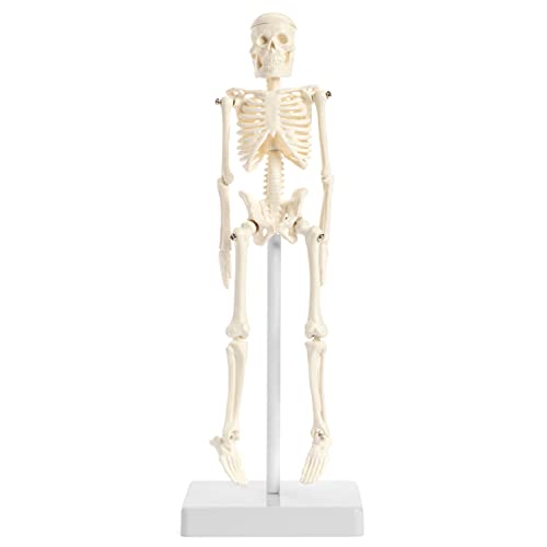 Мини модел на човечки скелет со штанд - 8,6 висок модел на анатомски скелет на десктоп
