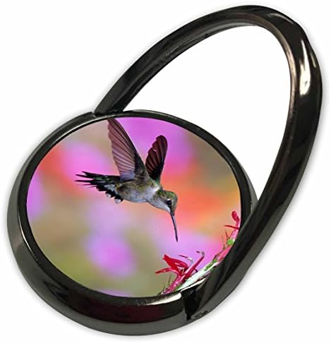 3DROSE Данита Делимонт - колибри - колибри со рибизла на руби