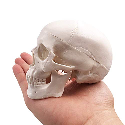 Евстома мини човечки череп мала големина Анатомска коска на главата за возрасни за образование