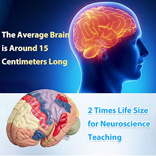 Фаруиџи човечки мозочен модел Анатомски модел, кодирана во боја 2 пати поголема од животната големина на животната модел со база на прикажување,