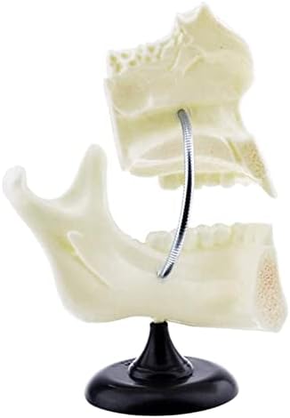 Модел на анатомија на AccDuer, заби за заби модел на заби на деца за стоматолозирање на наука за заби за заби на анатомија
