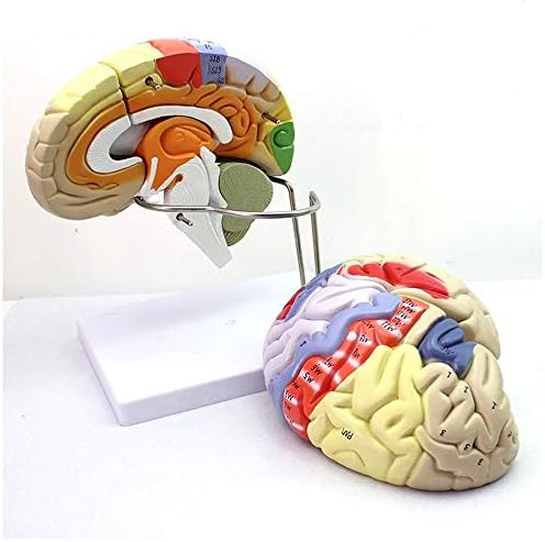 Модел на анатомија на човечки мозоци од Јик - 2x зголемување на мозокот на човекот, отстранлив 4 -дел Анатомски човечки модел на мозокот - за настава на медицински мод?