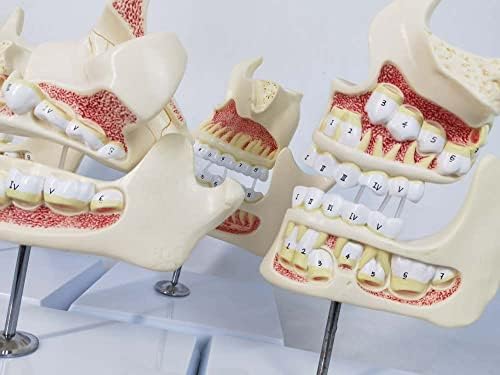 Медицински анатомски заби/развој на вилицата серија 4 серии