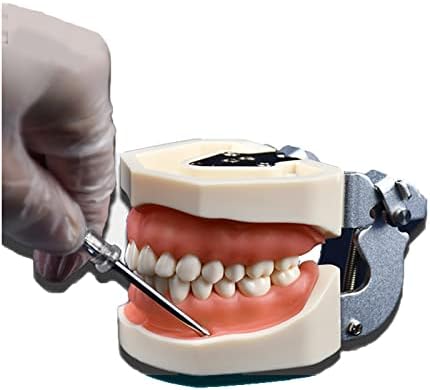 KH66ZKY Typodont Model Model, Model Dental Teeth, комплетно одвојлив модел на заби погоден за настава, практика и студија 1: 1 Стандардна големина,