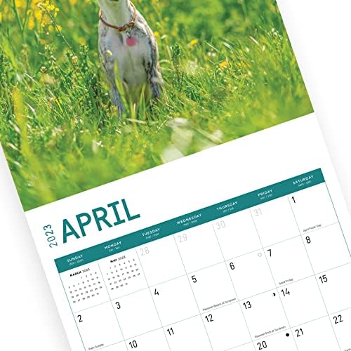 Whippets Wallиден Календар 2023 По Светлиот Ден, 12x12 Инчи, Симпатична Симпатична Фотографија На Кучиња За Кученца За Миленичиња