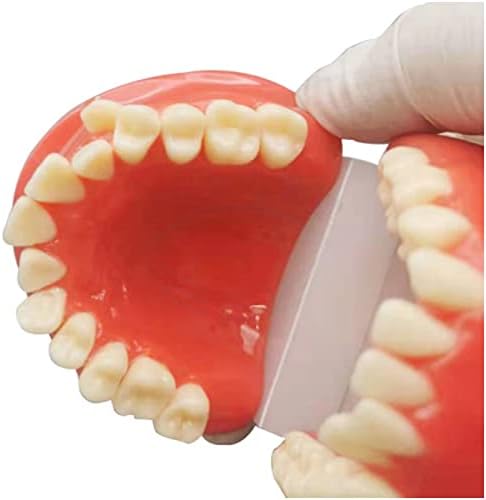 KH66ZKY Ортодонтски модел - Модел на заби на малакоклузија - Ортодонтски демонстрација модел на типодонт настава, проучување, објаснување