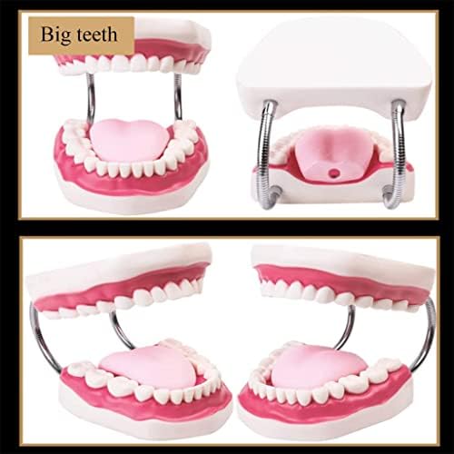Лиони Напредни органи модел на заби модел Реални заби анатомија режим орално чистење заби за заби модел на семејно четкање заби за