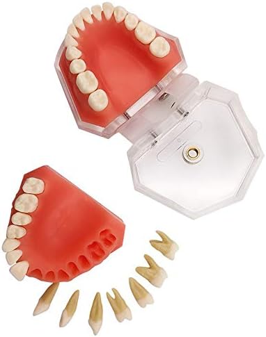 Модел на заби за заби KH66ZKY - Модел на стоматолошка нега - Заби за заби Отстранлив модел на заби, стоматолог за заби за заби Стандарден модел