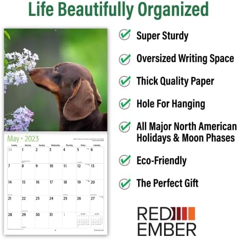 Red Ember Dachshunds 2023 Месечен календар за wallидови на Хангев | 12 x 24 отворено | Дебела и цврста хартија | Подарок | Симпатично куче |