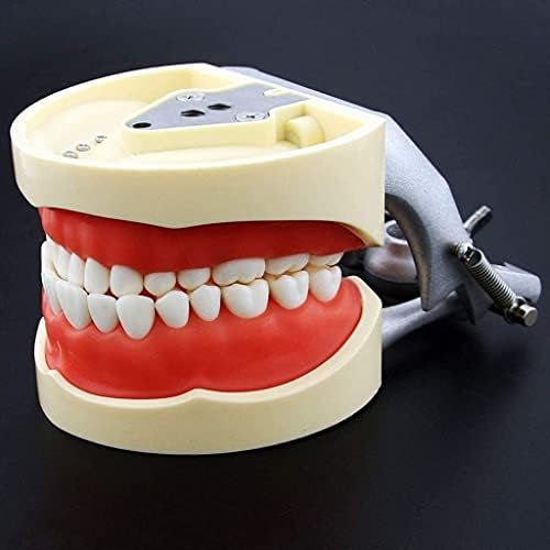 Артикулиран модел Haoktsb Dental Typodont, Студија за стоматолошка настава анатомија модел Отстранлив заби Стандарден типодонт демонстрација