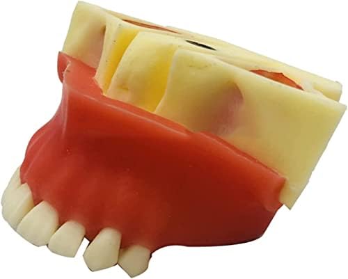 Модел на заби за заби на заби Шенганг, модел на кревање максиларен синус, режим на практика на орална имплантација, за образование, комуникација