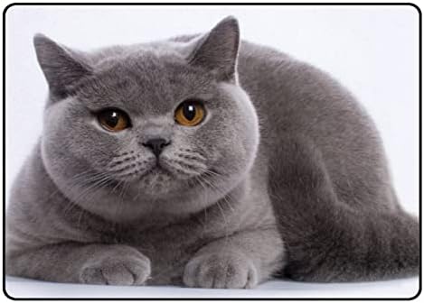 Xollar 60 x 39 Во големи детски области килими британски Shorthair Blue Cat Soft Surrands Baby Playmat incer for hadion игра дневна