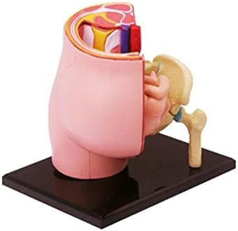 4D Човечка бременост Модел на анатомија на карлицата со отстранлив фетус - 3 -делови - Големина на живот - Алатки за образование