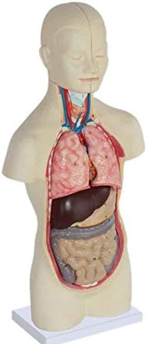Модел на настава RRGJ, модел на анатомија од 50 см, модел на анатомички медицински внатрешни органи, отстранлив и инсталиран, настава за анатомија