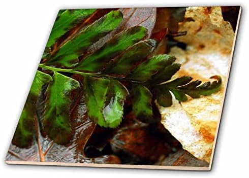 3дроза Макро фотографија на лист од папрат што лежи на врвот на есенските лисја. - Плочки