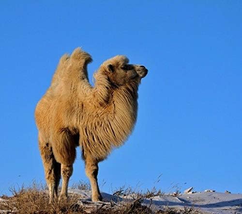 Супер чиста фино филе за филер за волна од камили за полнење, палење игла, вртење, мешање и фен за фен, картички, не-обоени, природно кафеава,